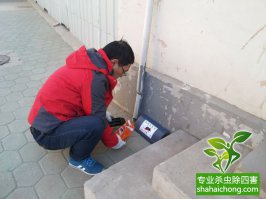 老鼠怎么杀？灭鼠公司有办法